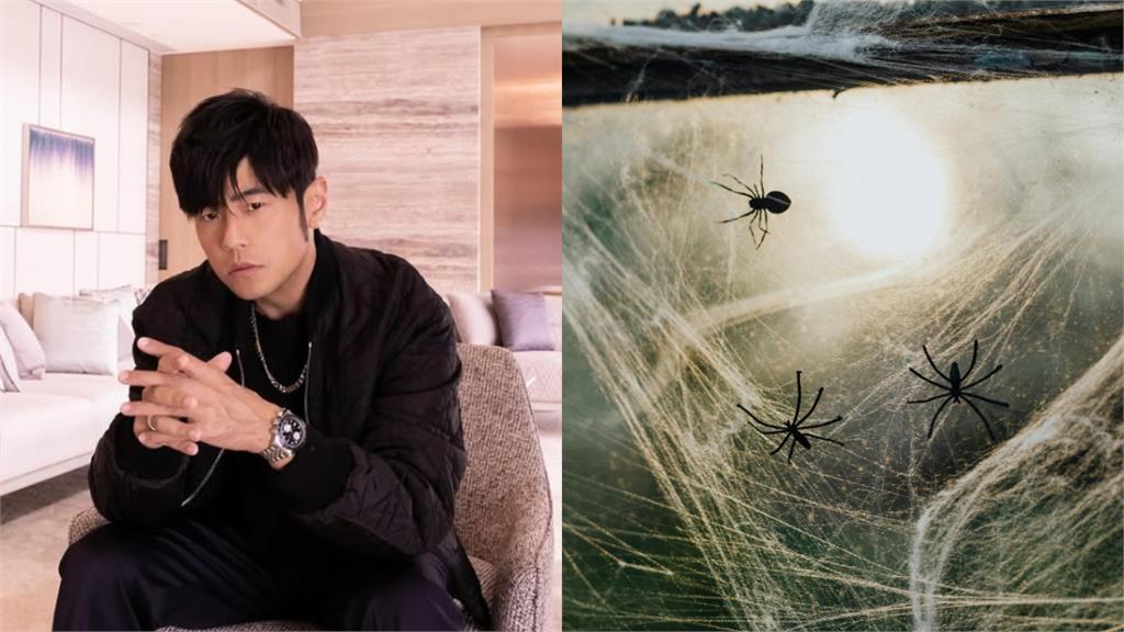 新種蜘蛛命名「竟用周杰倫歌名」 原因曝光