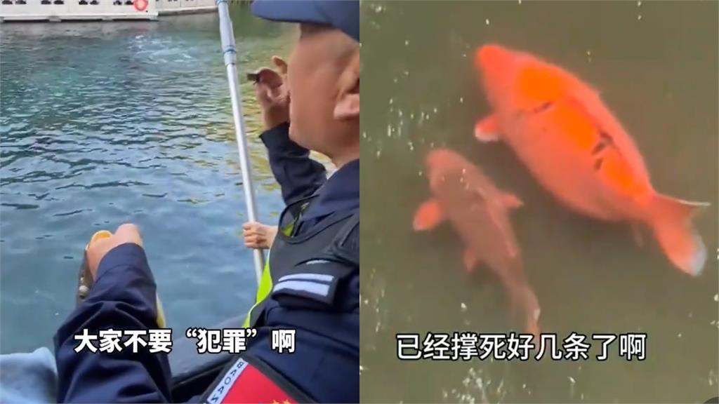 中國錦鯉「胖成球」 保全大叔曝死好幾條了
