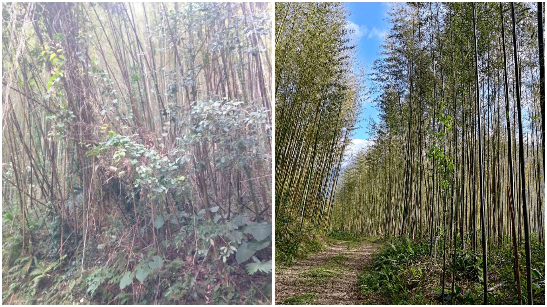 桃園農業局推動復興區老化竹林更新 落實永續發展