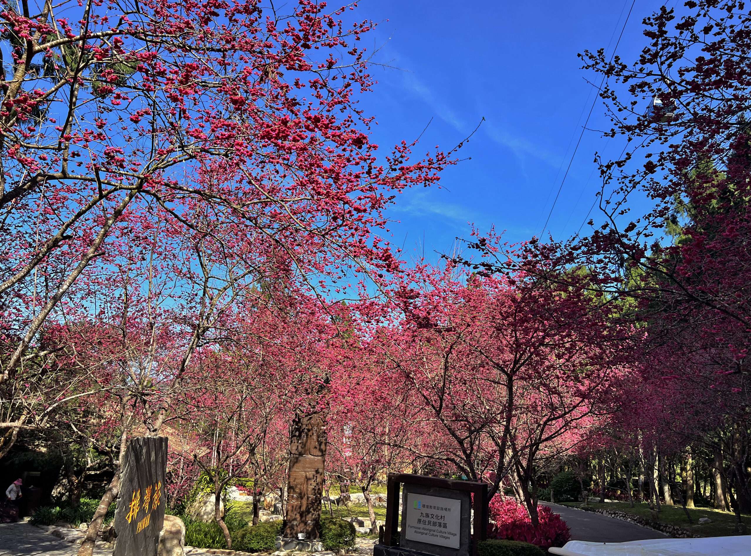 台版櫻花前線看這邊 九族八重櫻最佳賞花期出爐