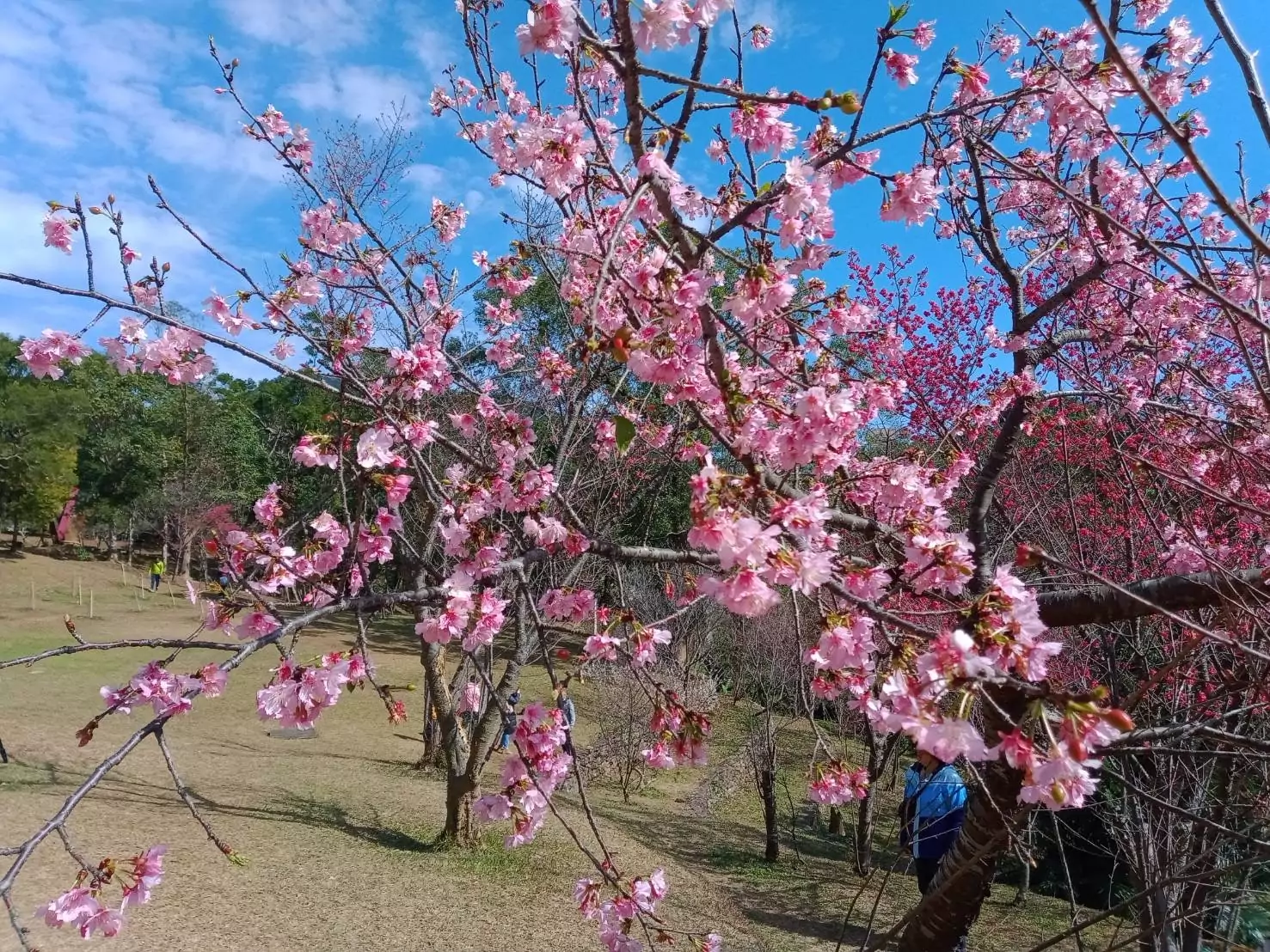 北橫梅花、山櫻花接力綻放 桃園觀旅局推薦過年到角板山享受美景與美食 北橫梅花、山櫻花接力綻放 桃園觀旅局推薦過年到角板山享受美景與美食