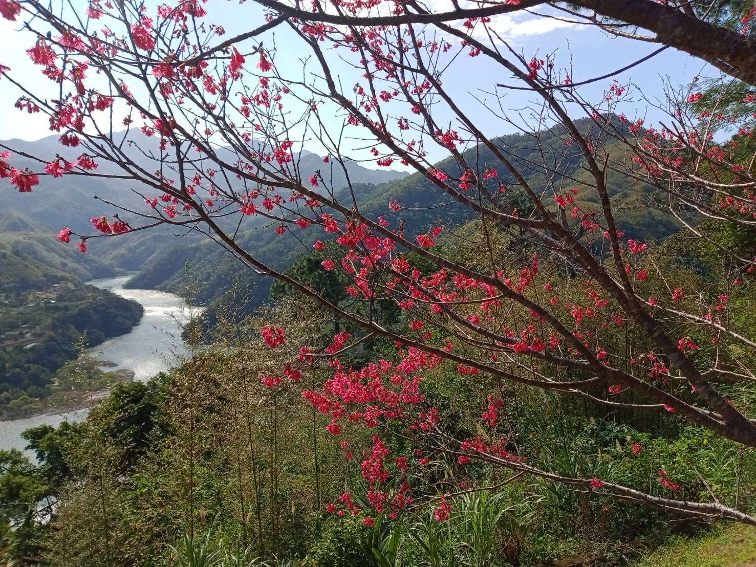 春節北橫櫻花盛開 下載APP攻略帶你輕鬆賞櫻泡湯 S 17121399 0
