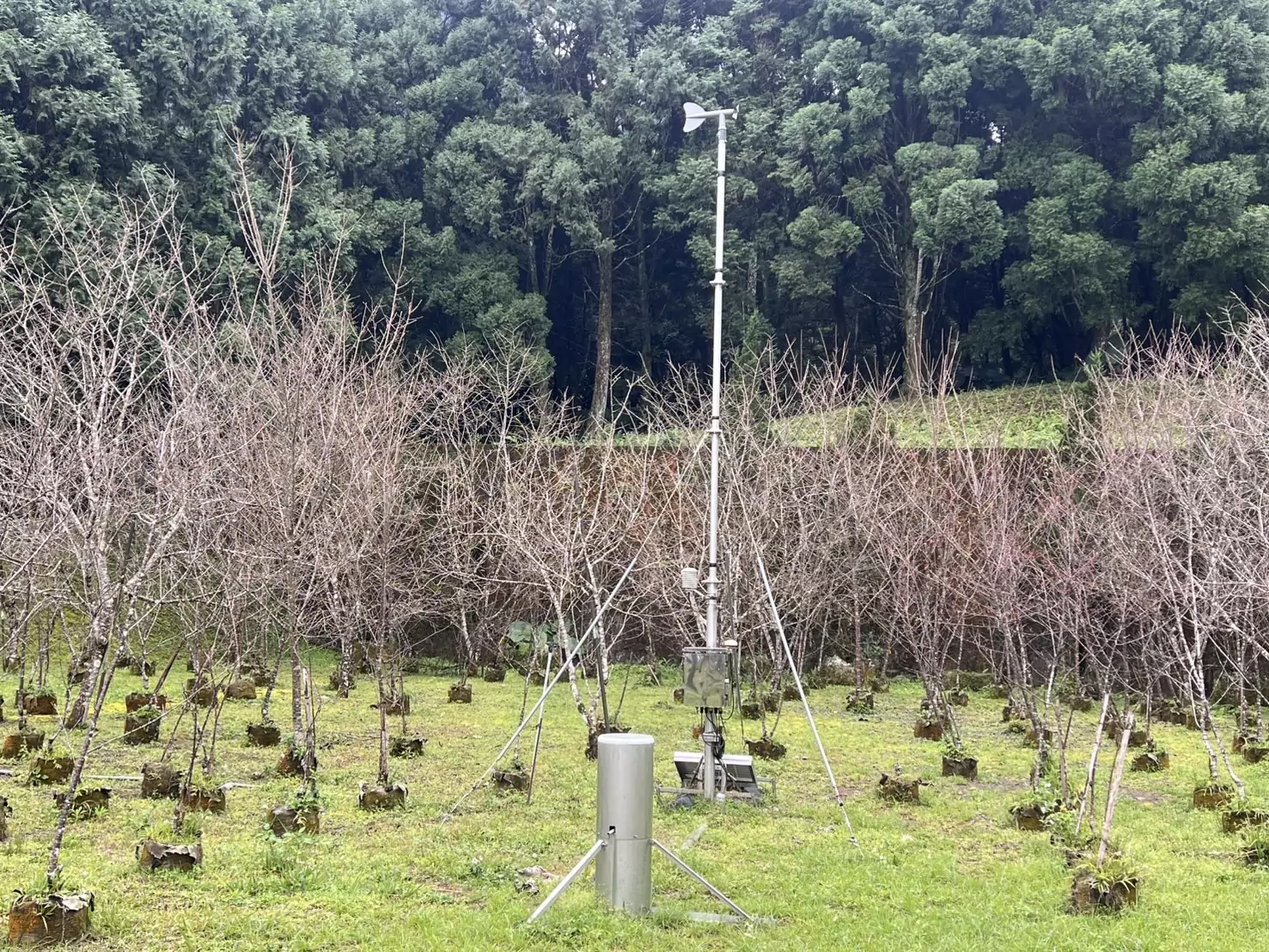 九族文化村八重櫻最佳賞花期曝光 感受春天浪漫氛圍 S 5767187 0