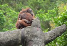 寒流冷颼颼 靈長類動物「抱緊」取暖