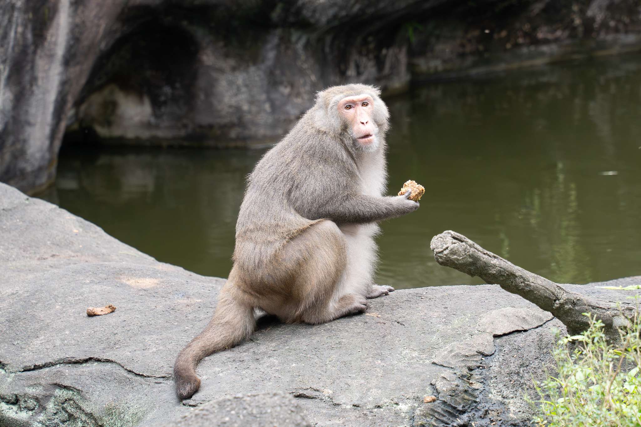 動物園中央廚房提供多樣化蔬果 「牠們」竟也是反香菜派 S 73056443 0