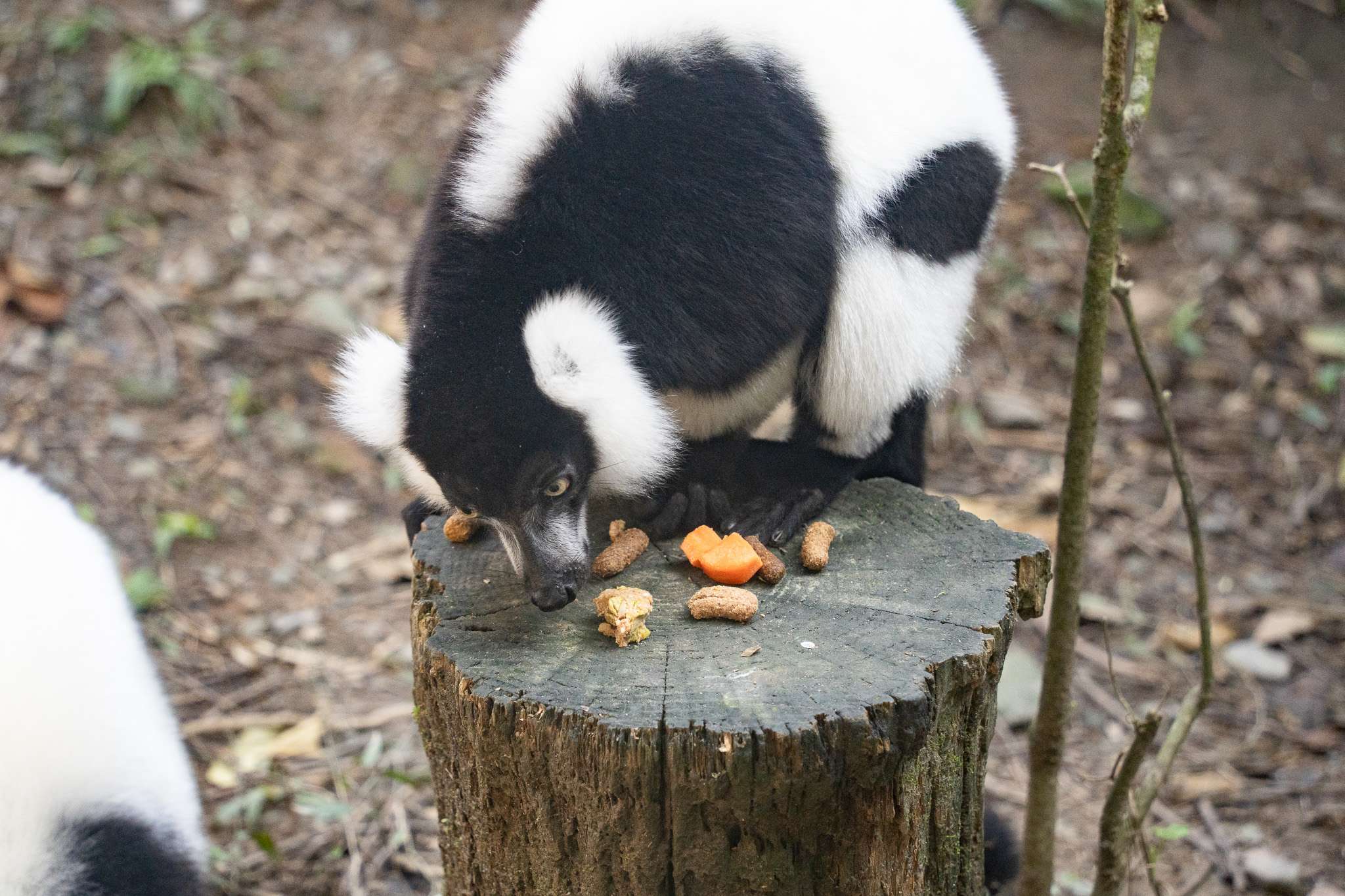 動物園中央廚房提供多樣化蔬果 「牠們」竟也是反香菜派 S 73056445 0