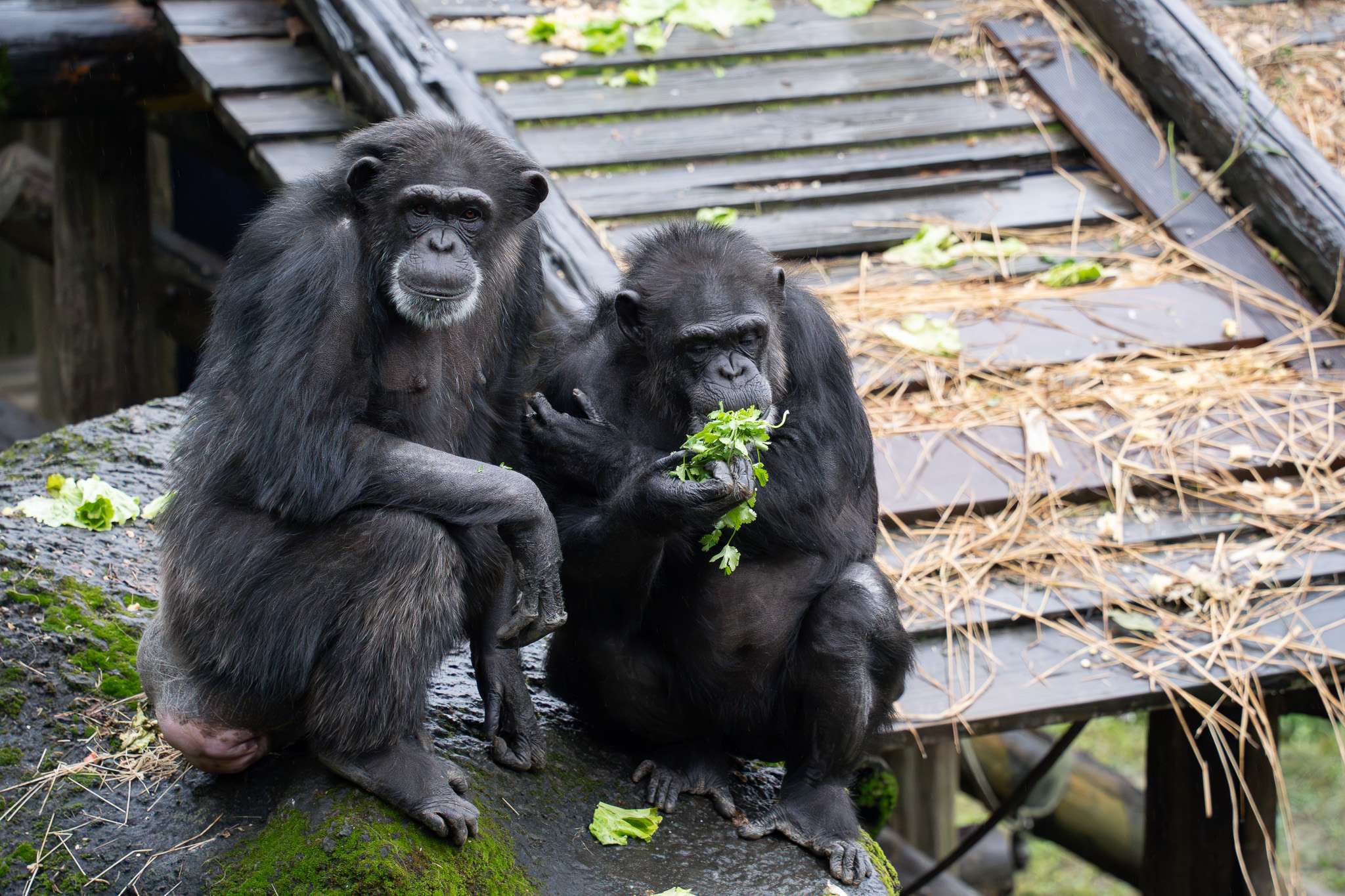動物園中央廚房提供多樣化蔬果 「牠們」竟也是反香菜派 S 73056448 0