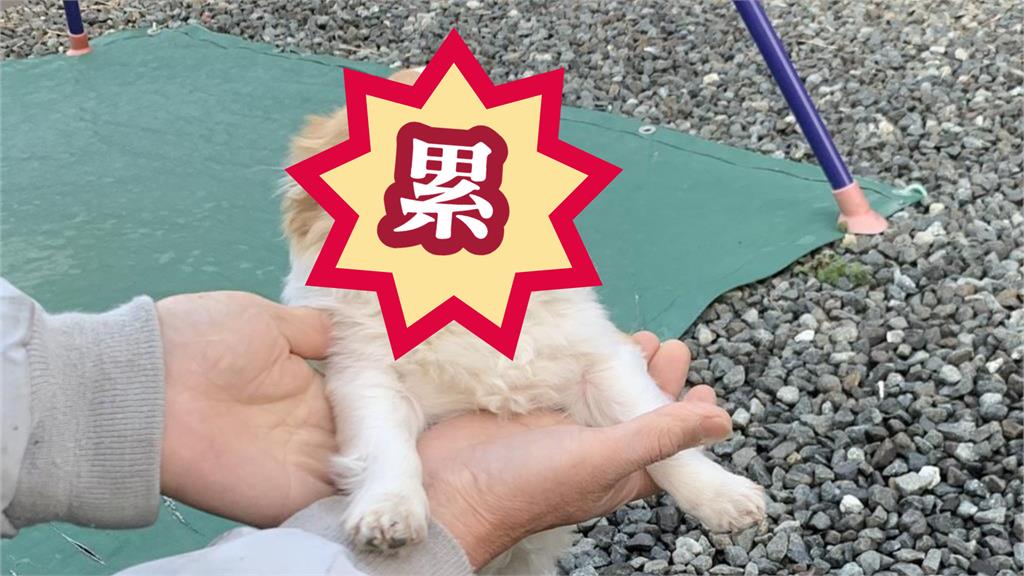 小型犬遭飼主強行營業!下秒變臉「超吉心累」網:過年見親戚的我