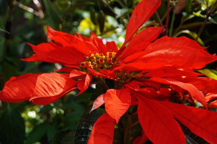 新年為家中增添這些植栽 美化環境也讓空氣清新 flor de nochebuena cuetlaxochitl flor de pascua roja 7057 179