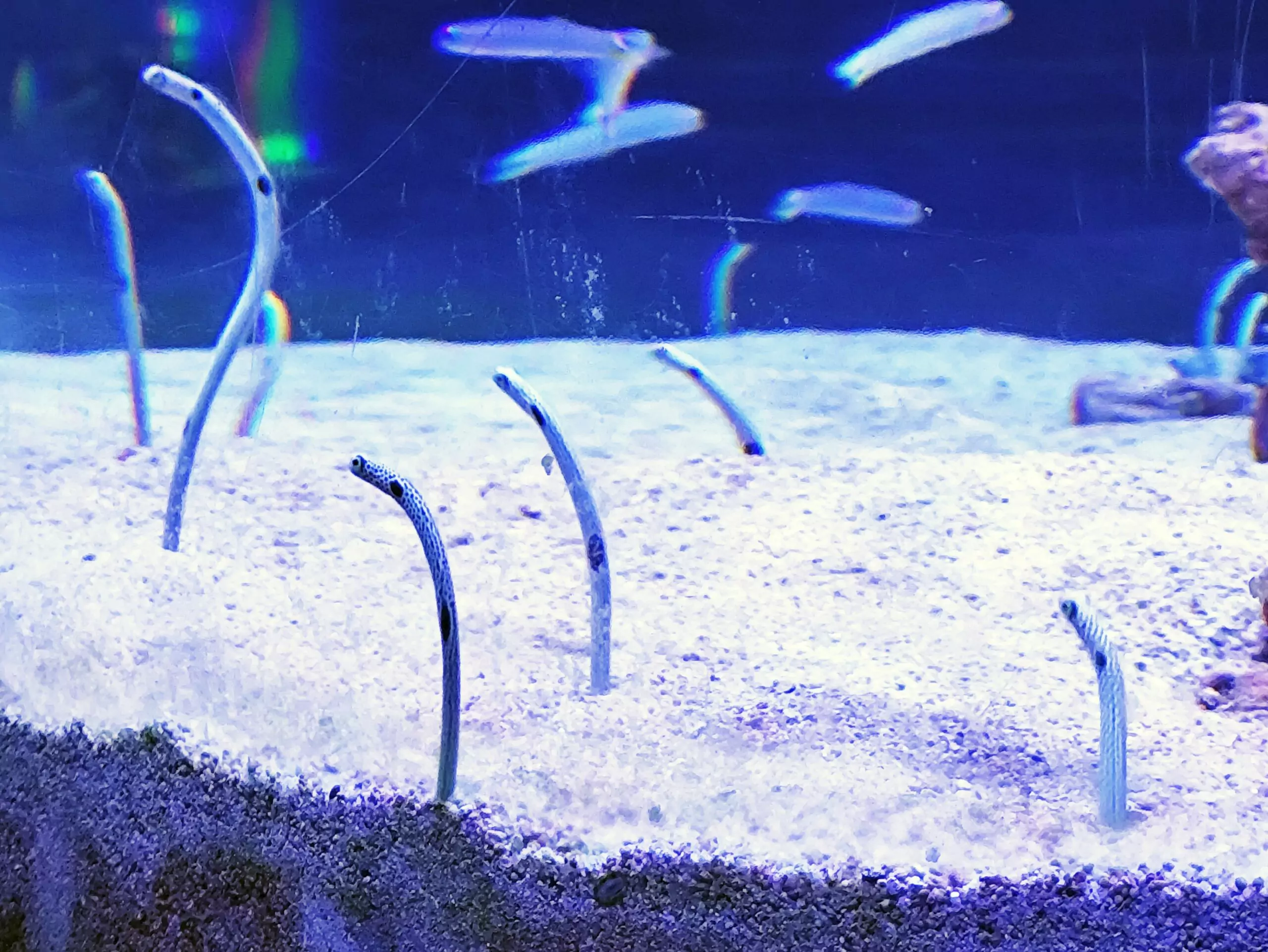 蛇年到海科館看「花園鰻」 集章換幸運好禮 蛇年到海科館看「花園鰻」 集章換幸運好禮