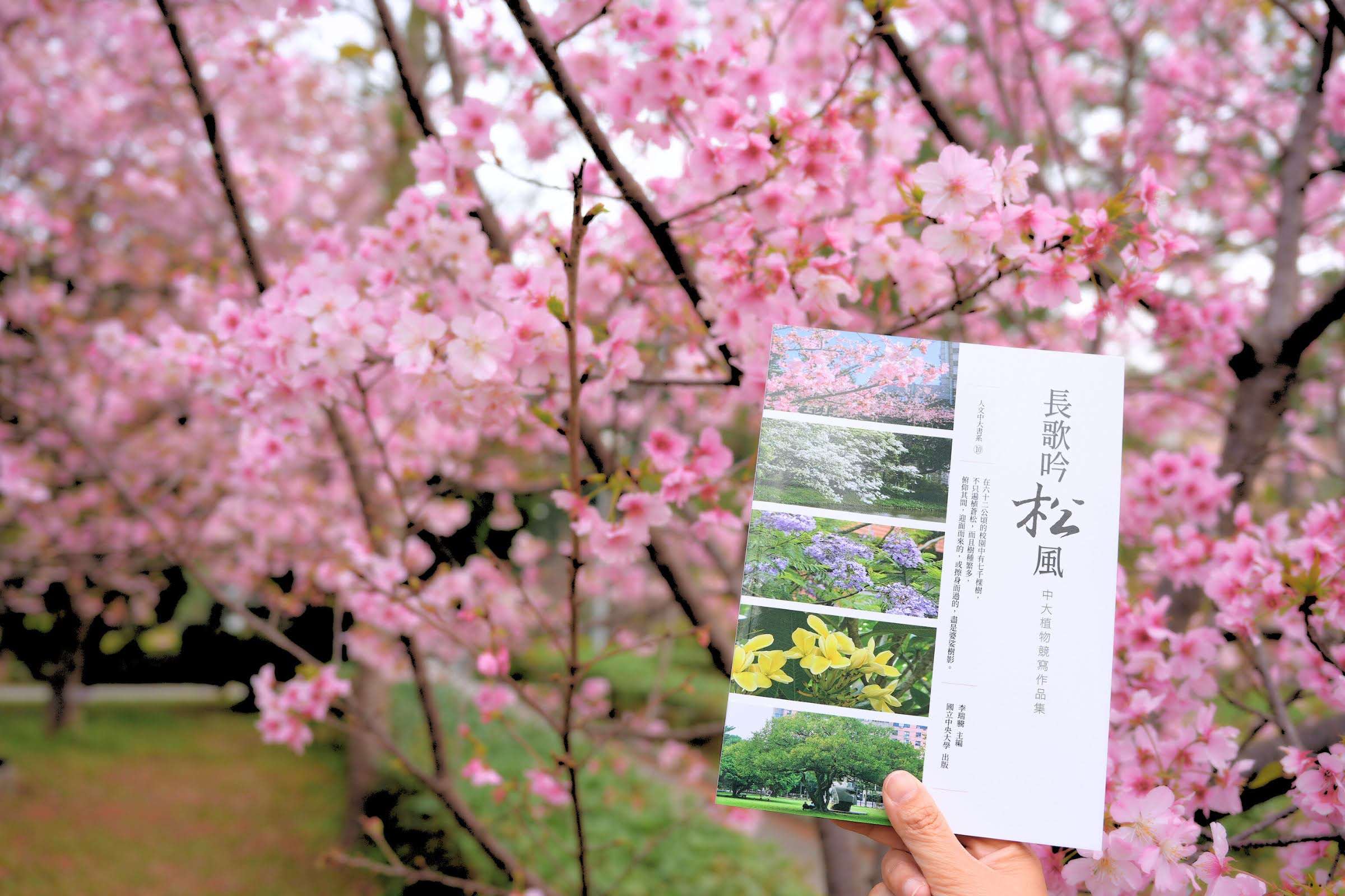 中央大學舉辦植物競寫活動 集結優秀作品出版《長歌吟松風》 1140221 001