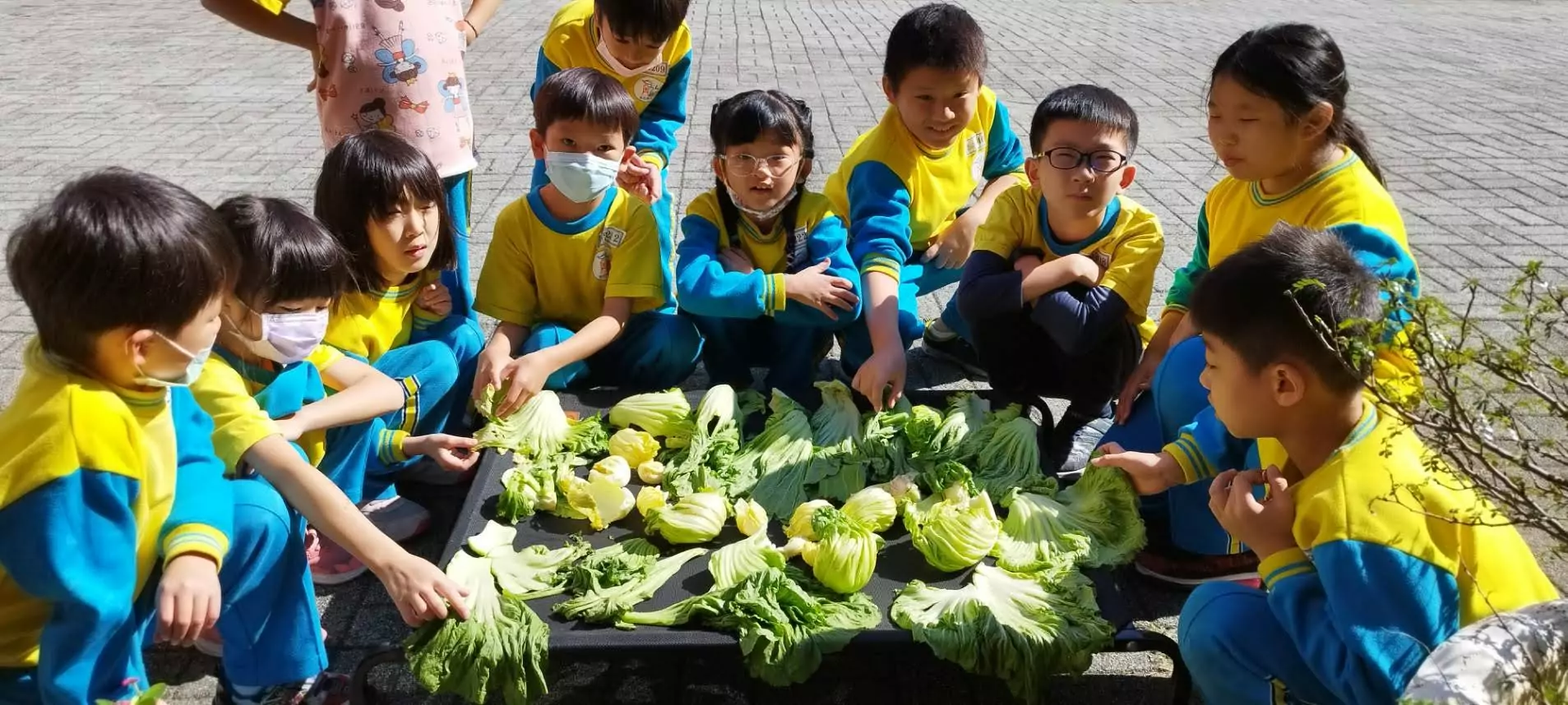 傳承本土文化!龍岡國小學子親手作鹹菜 學習客家智慧 傳承本土文化!龍岡國小學子親手作鹹菜 學習客家智慧