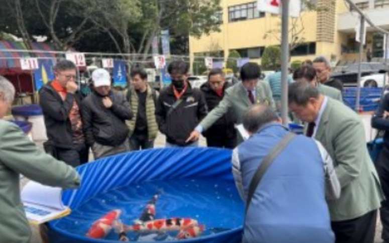 桃園錦鯉博覽品評會登場 開放民眾共賞「活藝術」