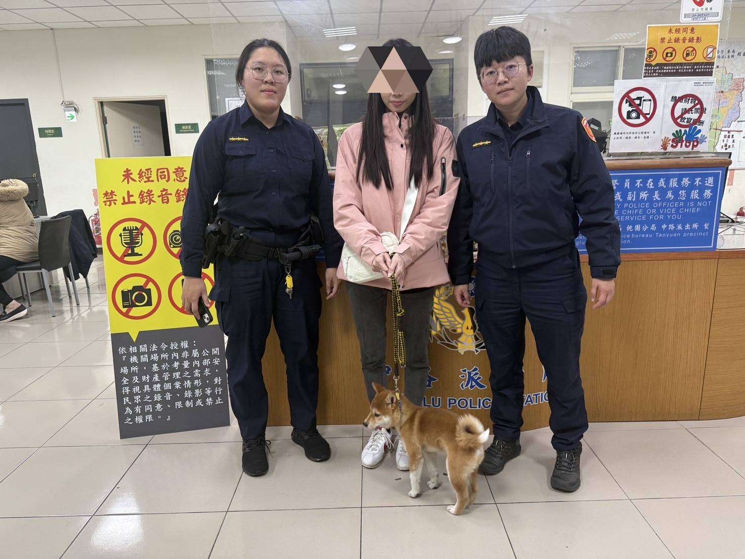 柴犬逛燈會太興奮走失 桃警助尋找飼主 2074297 0
