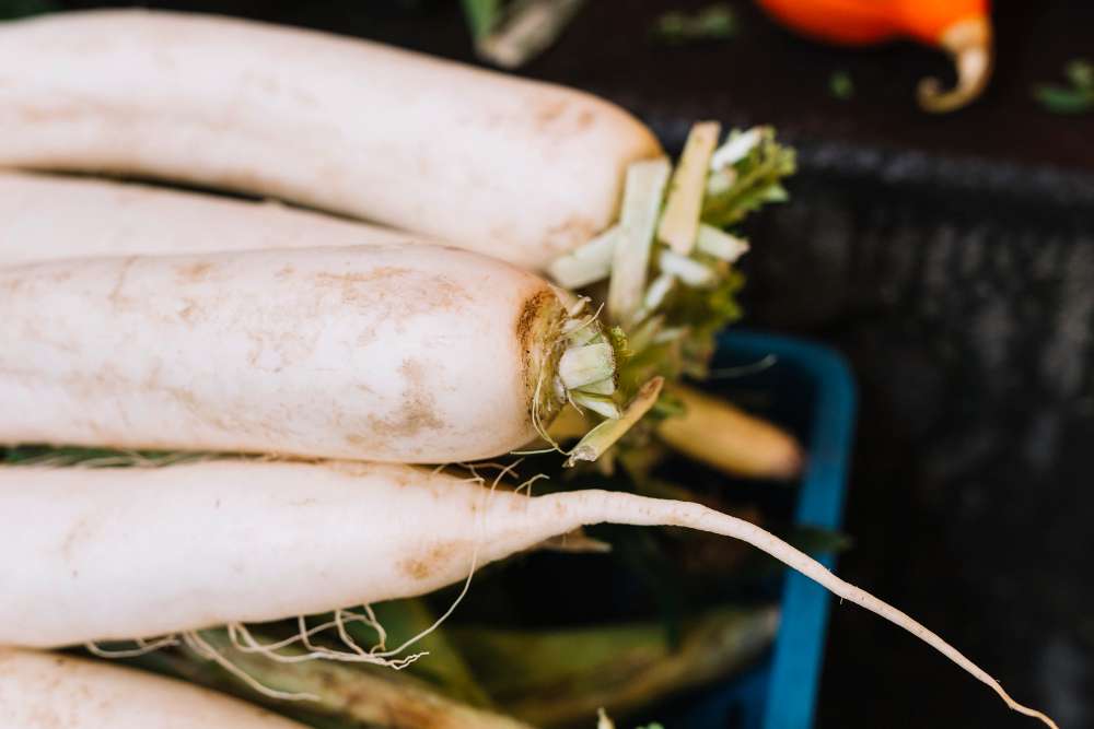 蘿蔔怎麼吃最對味?農糧署曝5部位最佳吃法 2147916063