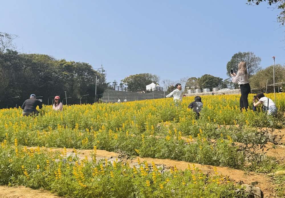 桃園魯冰花季盛大開幕 全台最大12公頃花海在龍潭 275800 0