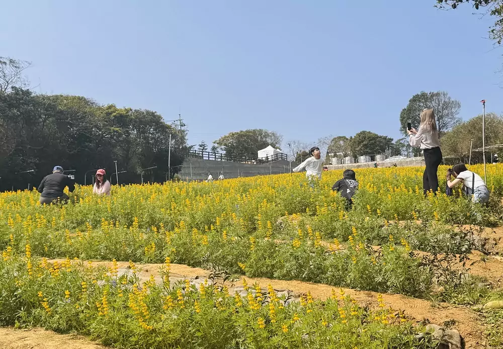 桃園魯冰花季盛大開幕 全台最大12公頃花海在龍潭 275800 0