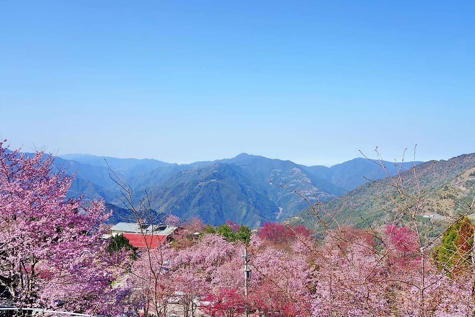 春季賞櫻攻略看這邊 桃園觀旅局公布北橫櫻花漫步地圖 S 17317985 0