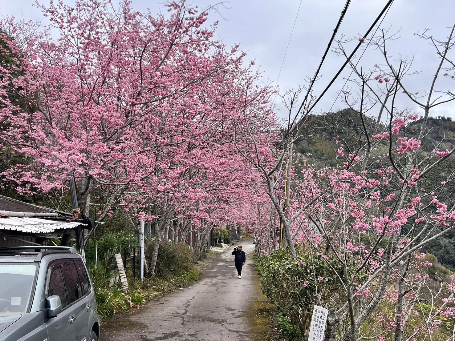 享受粉紅浪漫氛圍 桃園北橫賞櫻攻略一次看 S 17645819 0