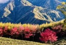 拉拉山新春櫻花茶會浪漫登場 音樂與茶香共譜春日饗宴