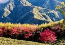 拉拉山新春櫻花茶會浪漫登場 音樂與茶香共譜春日饗宴 拉拉山新春櫻花茶會浪漫登場 音樂與茶香共譜春日饗宴