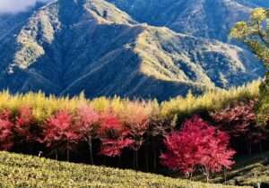 拉拉山新春櫻花茶會浪漫登場 音樂與茶香共譜春日饗宴