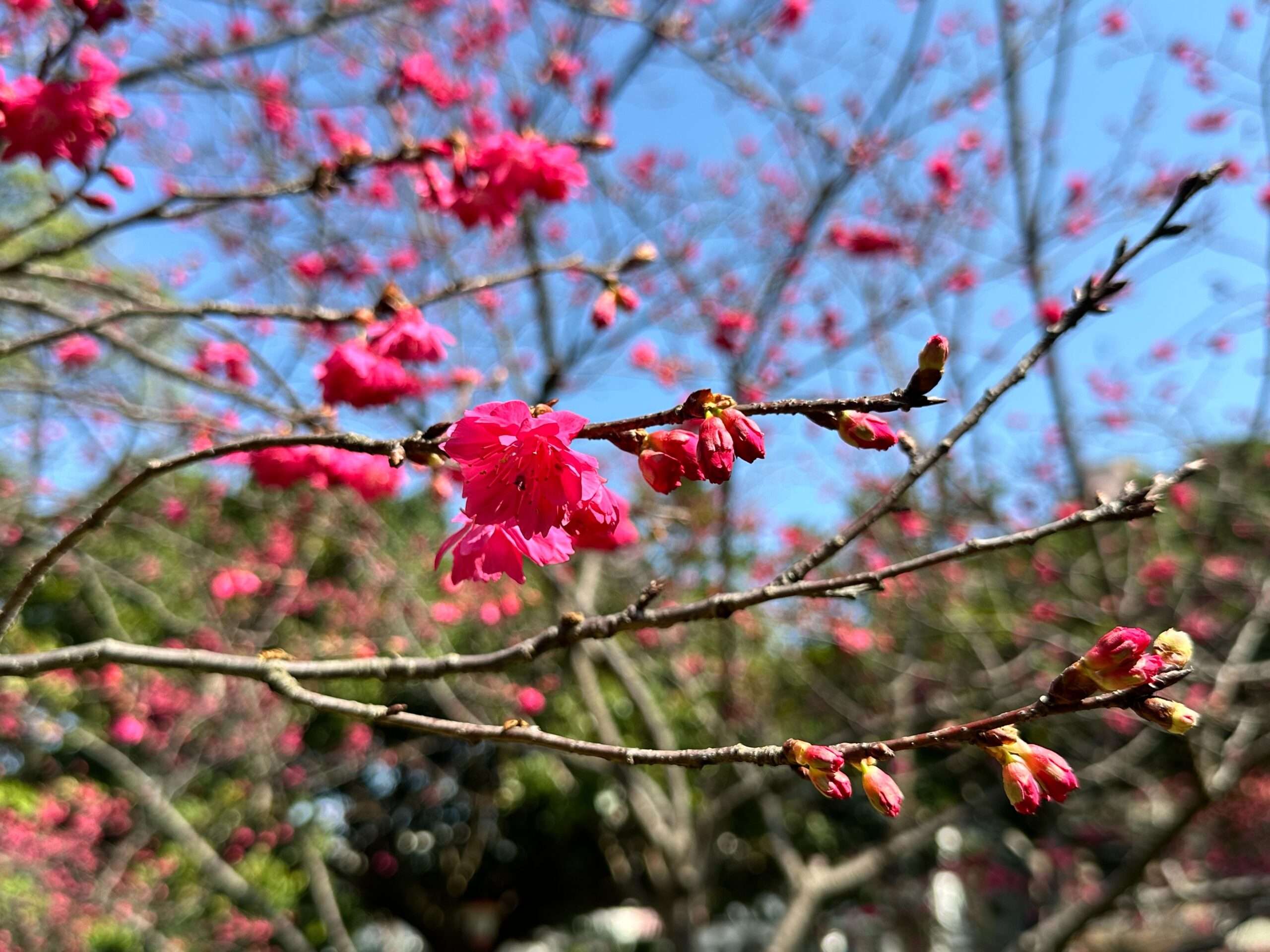 櫻花季報到!桃園環保局曝「這些地方」空氣清新又能賞櫻 S 37036065 0 scaled