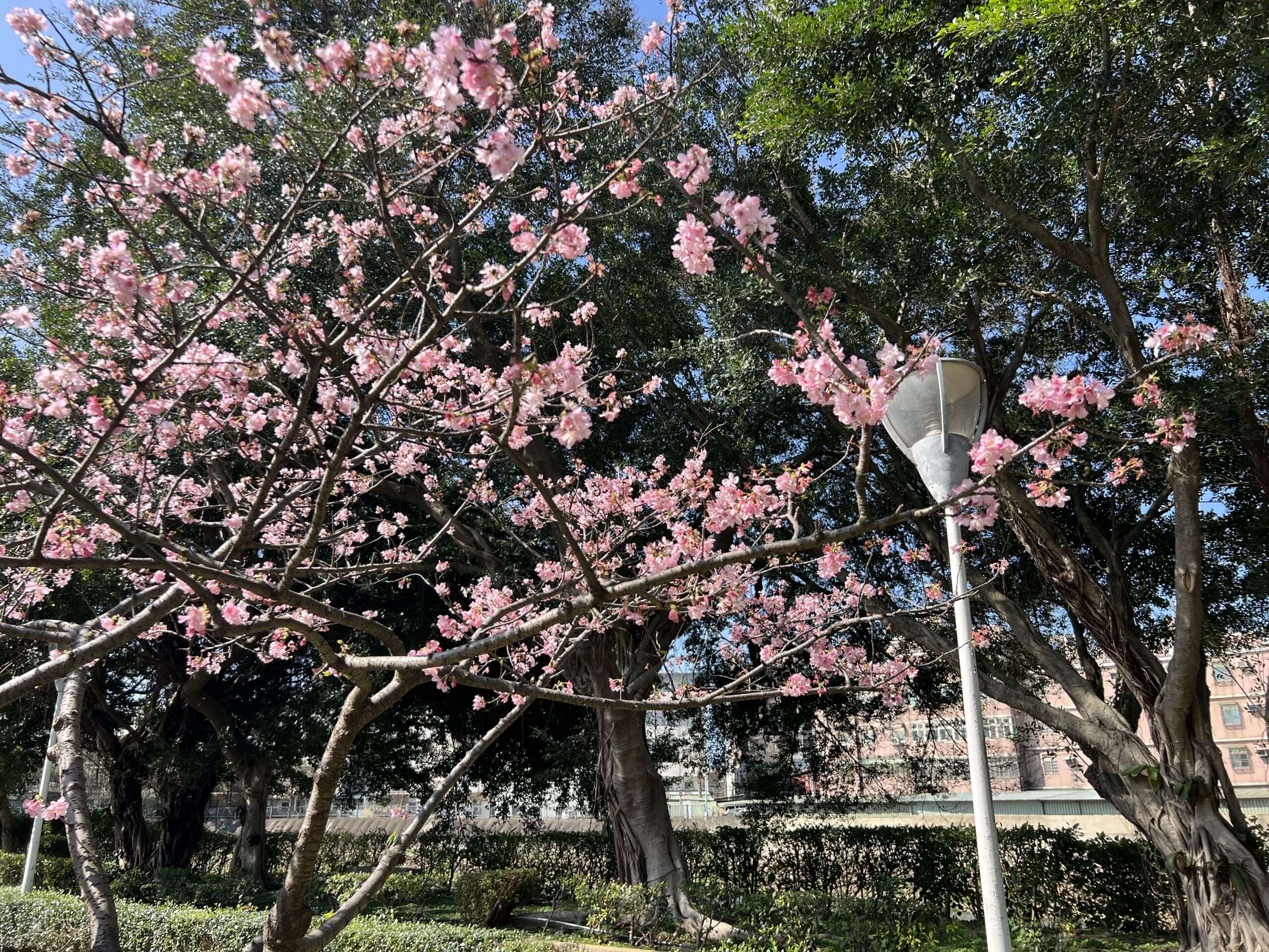 櫻花季報到!桃園環保局曝「這些地方」空氣清新又能賞櫻 S 37036067 0 scaled