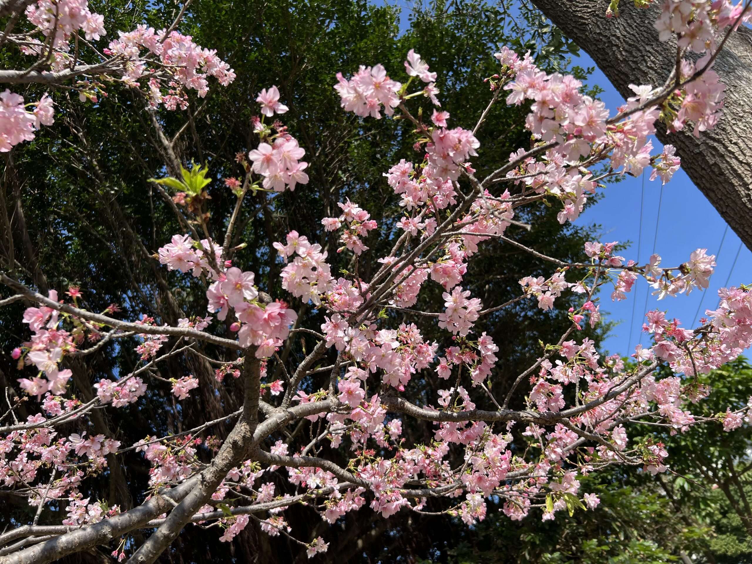 櫻花季報到!桃園環保局曝「這些地方」空氣清新又能賞櫻 S 37036068 0 scaled