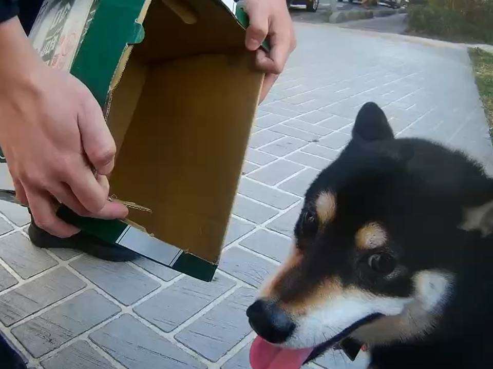 黑柴偷溜出門 情緒躁動桃警耐心安撫 2103072 0