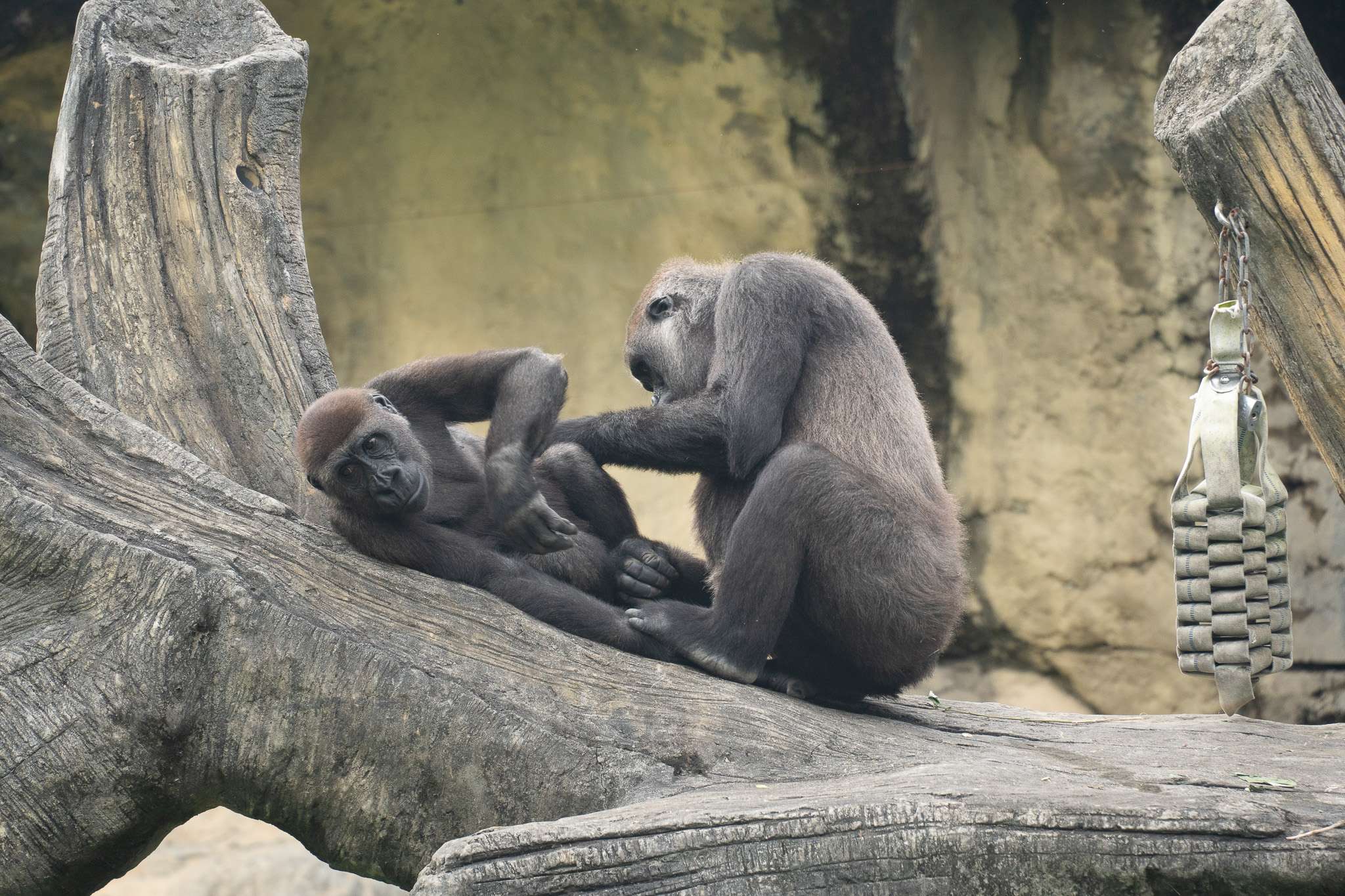 兒童節連假限定!動物園為幼年大猩猩準備這驚喜 3505 0
