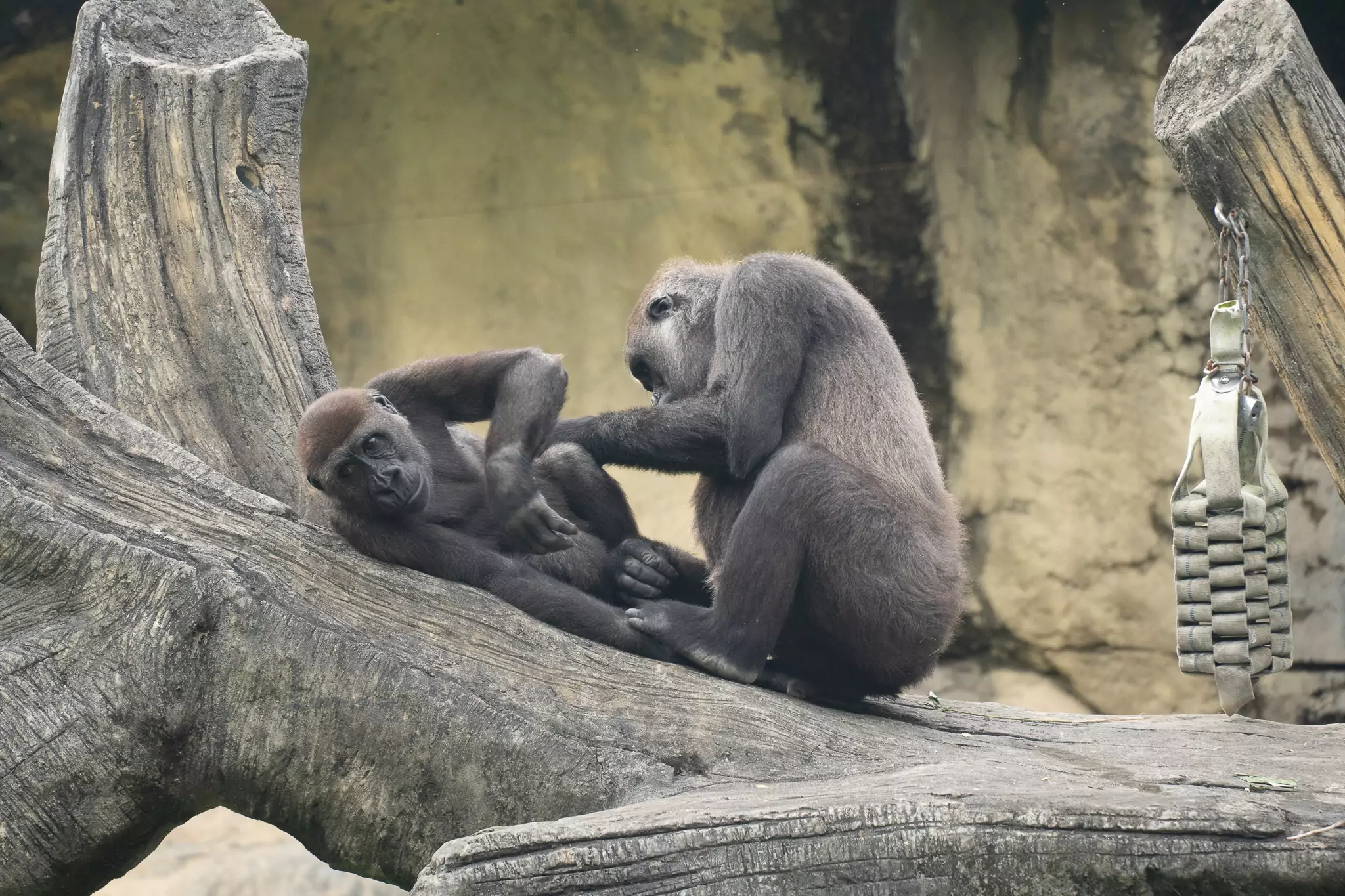 兒童節連假限定!動物園為幼年大猩猩準備這驚喜 3505 0