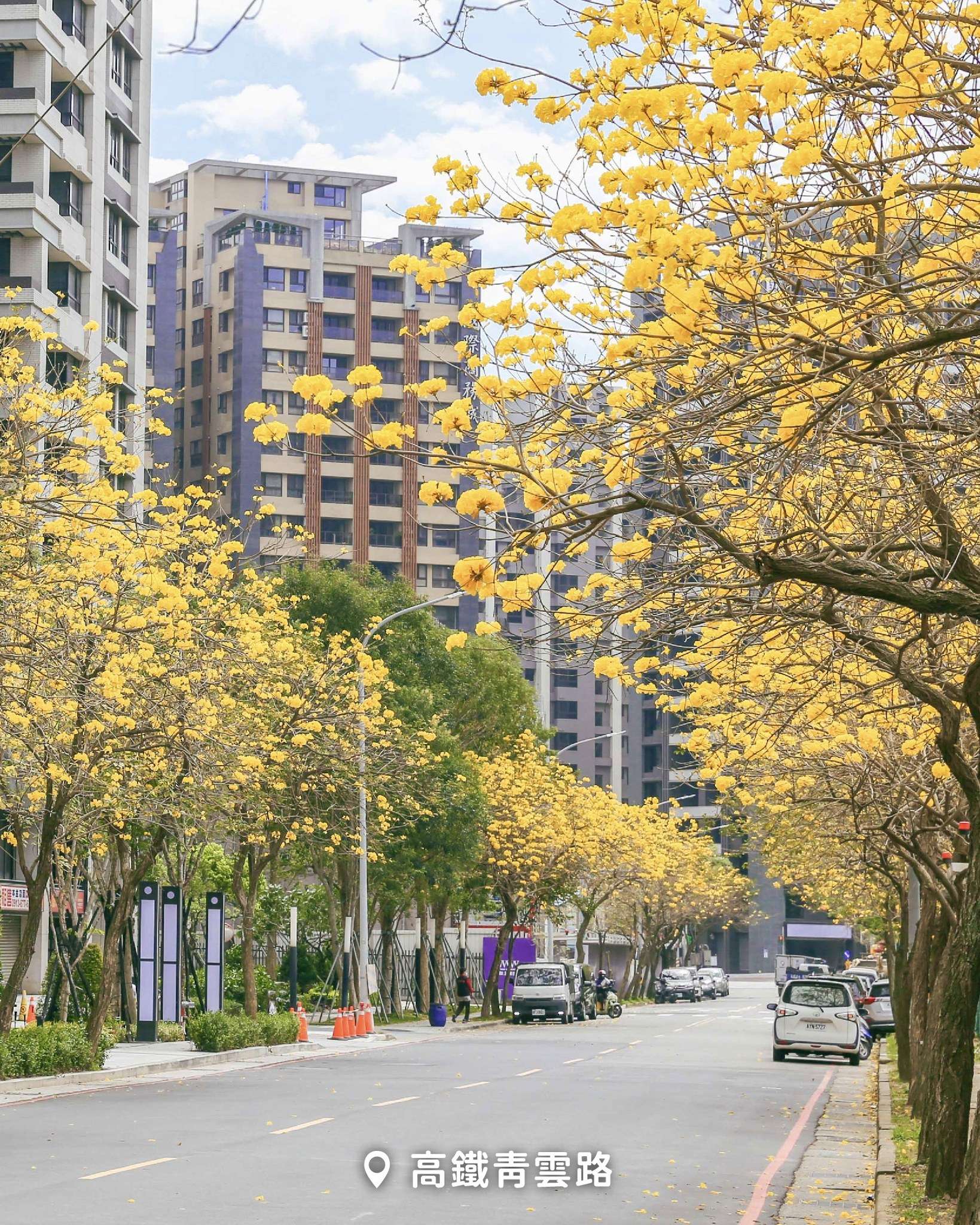 黃花風鈴木盛開中 桃園兩大秘境打造夢幻金色隧道 486611737 954427940232625 9039195460844755511 n