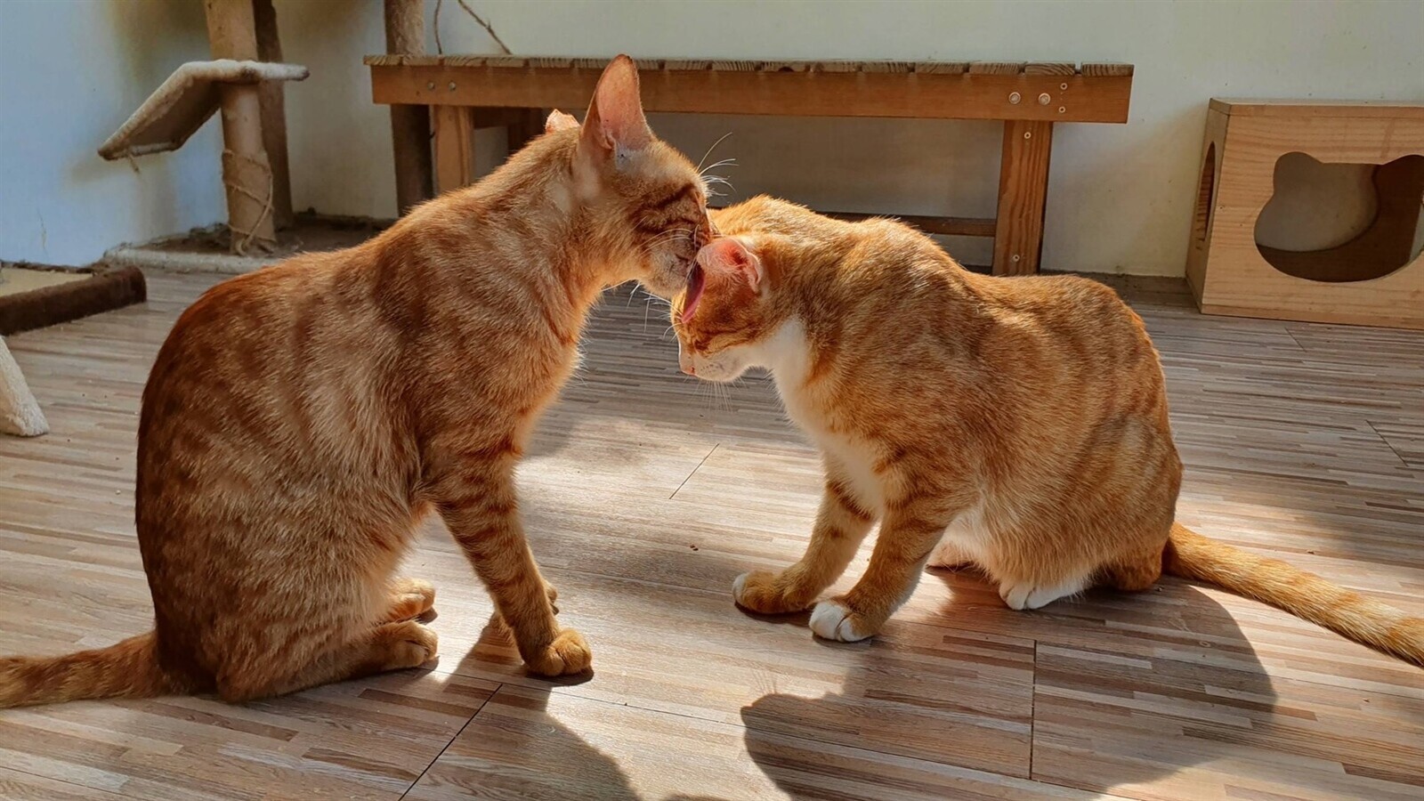 喵!全國首座貓咪室內樂園在新北 預計年底完工