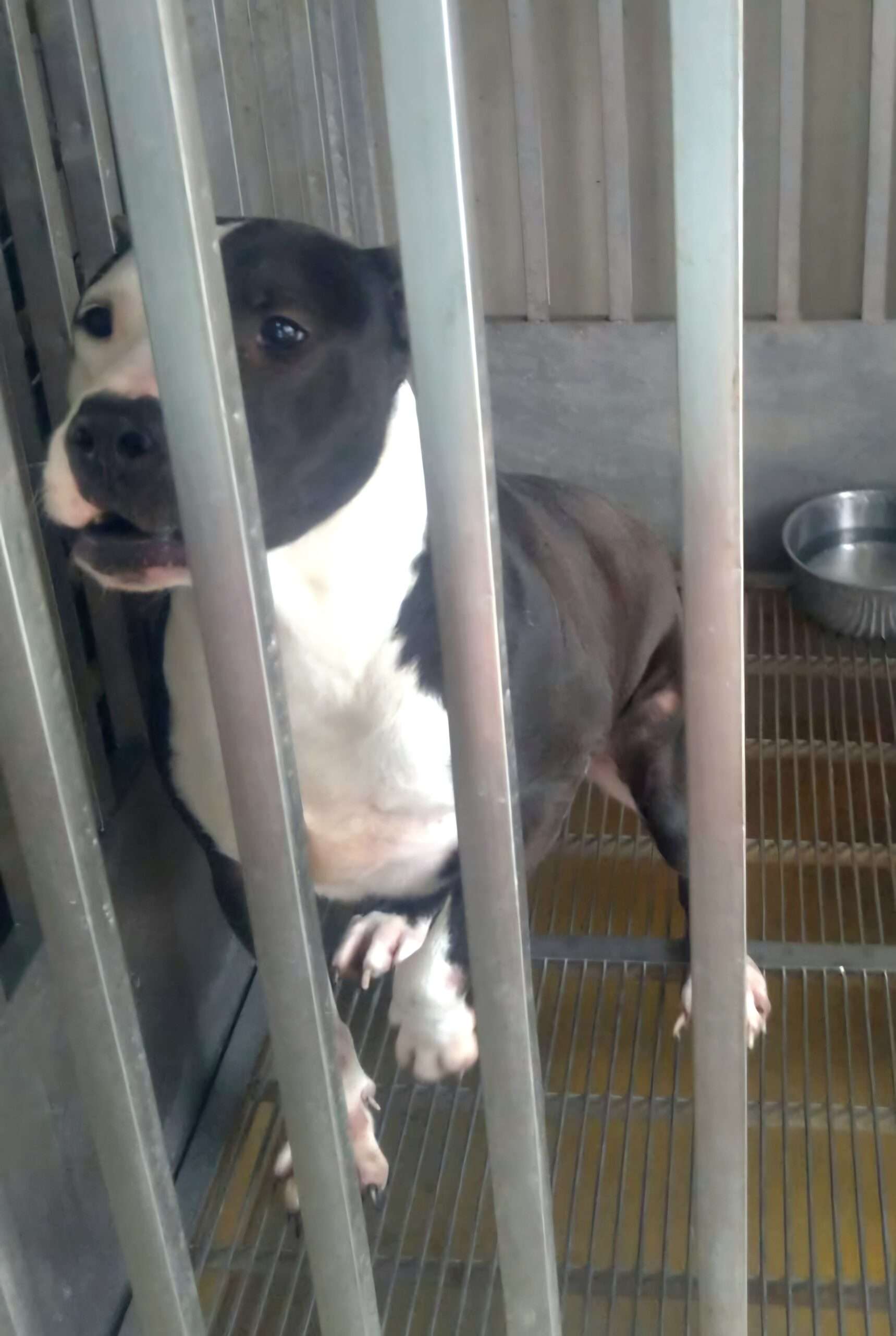 遇到遊蕩比特犬如何自保?桃園動保處這樣說 791077 scaled