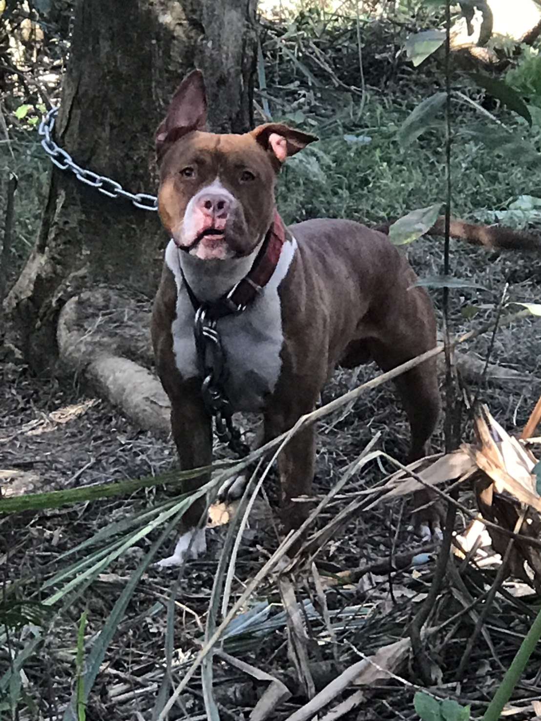 遇到遊蕩比特犬如何自保?桃園動保處這樣說 791078