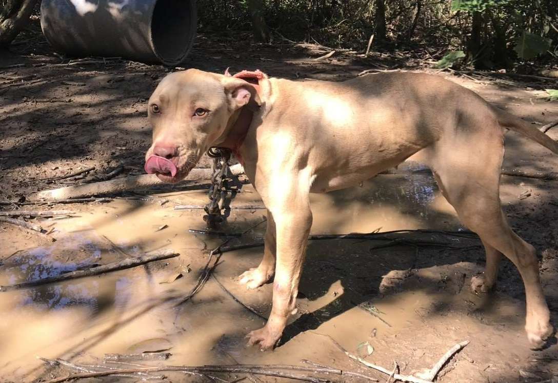 遇到遊蕩比特犬如何自保?桃園動保處這樣說 791079
