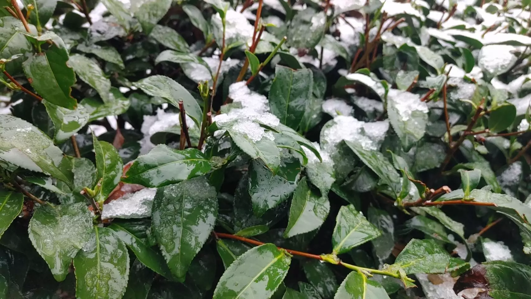 復興上巴陵罕見降3月雪 農業局曝果園、茶園受影響範圍 復興上巴陵罕見降3月雪 農業局曝果園、茶園受影響範圍