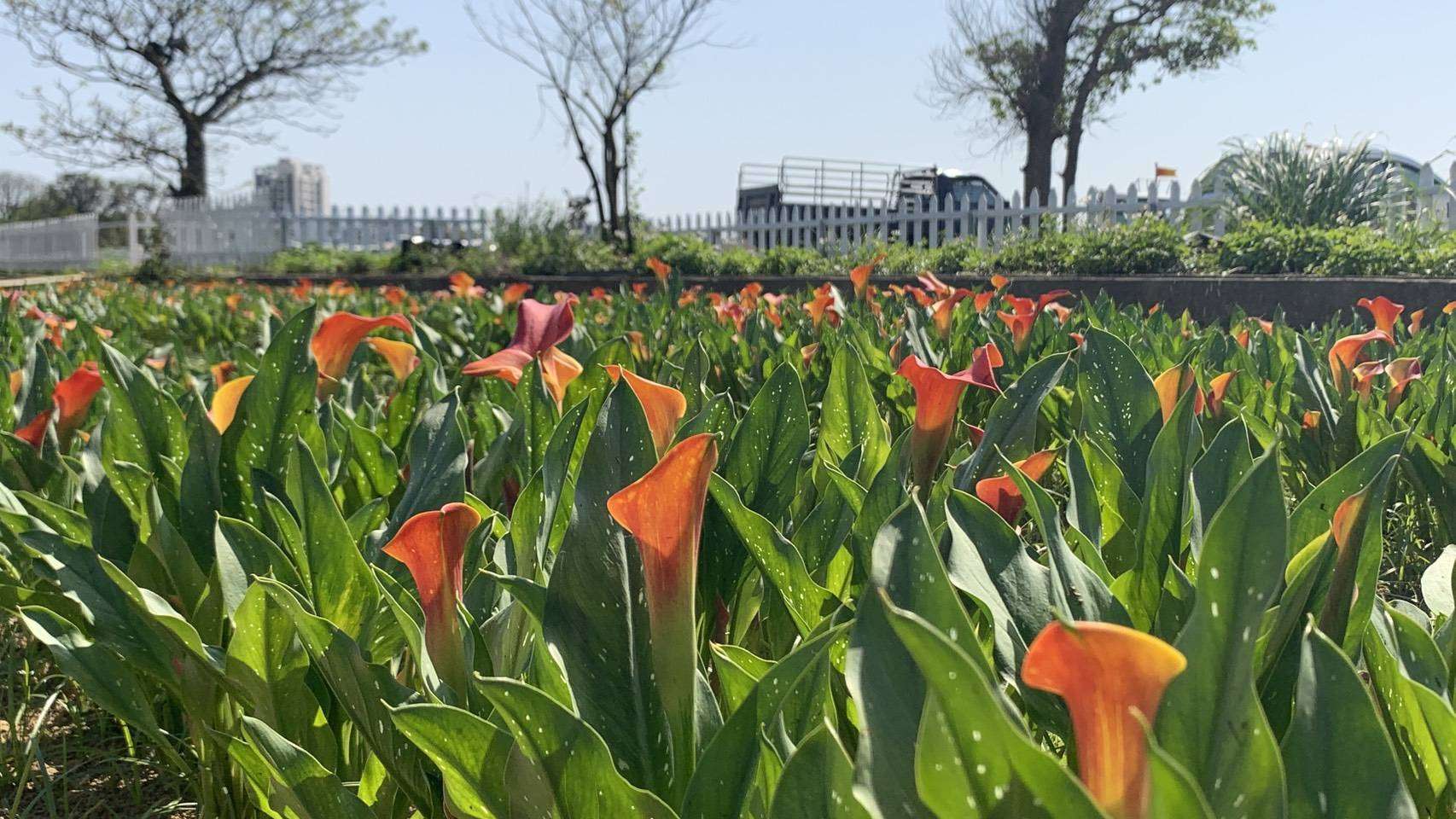 桃園彩色海芋季3/29起熱情綻放 農業局推薦親子同遊 793035 0