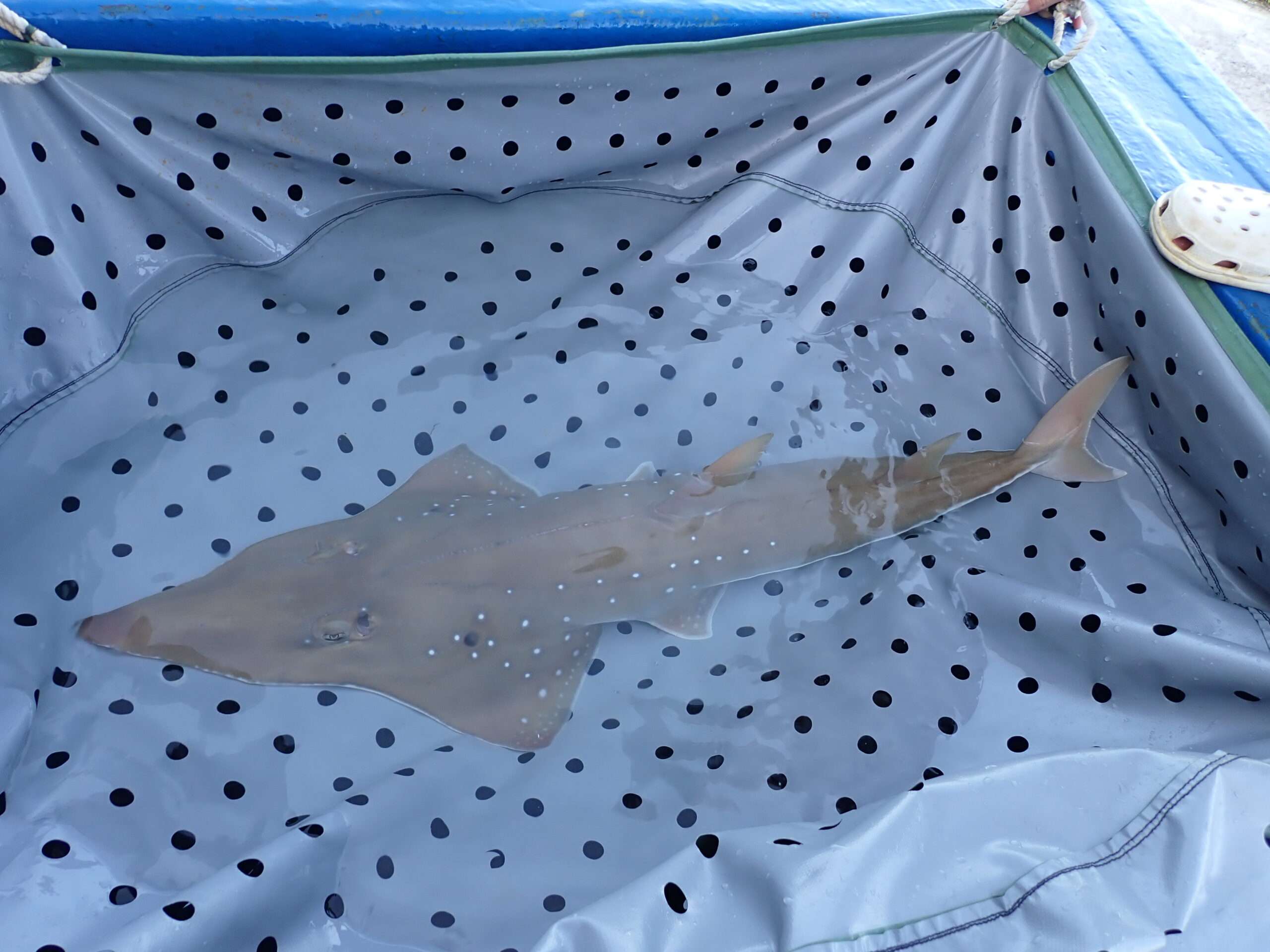 海保署靠這項技術追蹤軟骨魚類活動軌跡 為保育行動提供關鍵資訊 99477A81 0659 4808 916C 09865AFF5EBB scaled