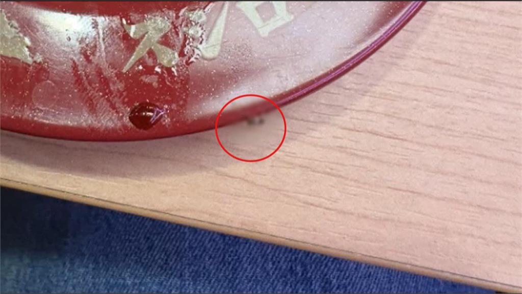 壽司螂? 知名壽司店盤中驚見小強 店員竟回是「飛蟲」