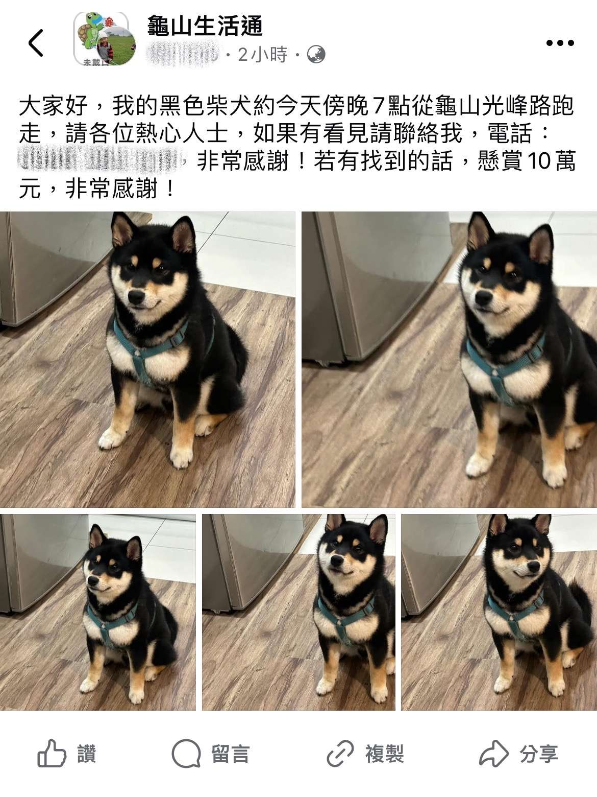 好動黑柴趁隙溜出門 龜山警鷹眼發現牠蹤影 S 145489971