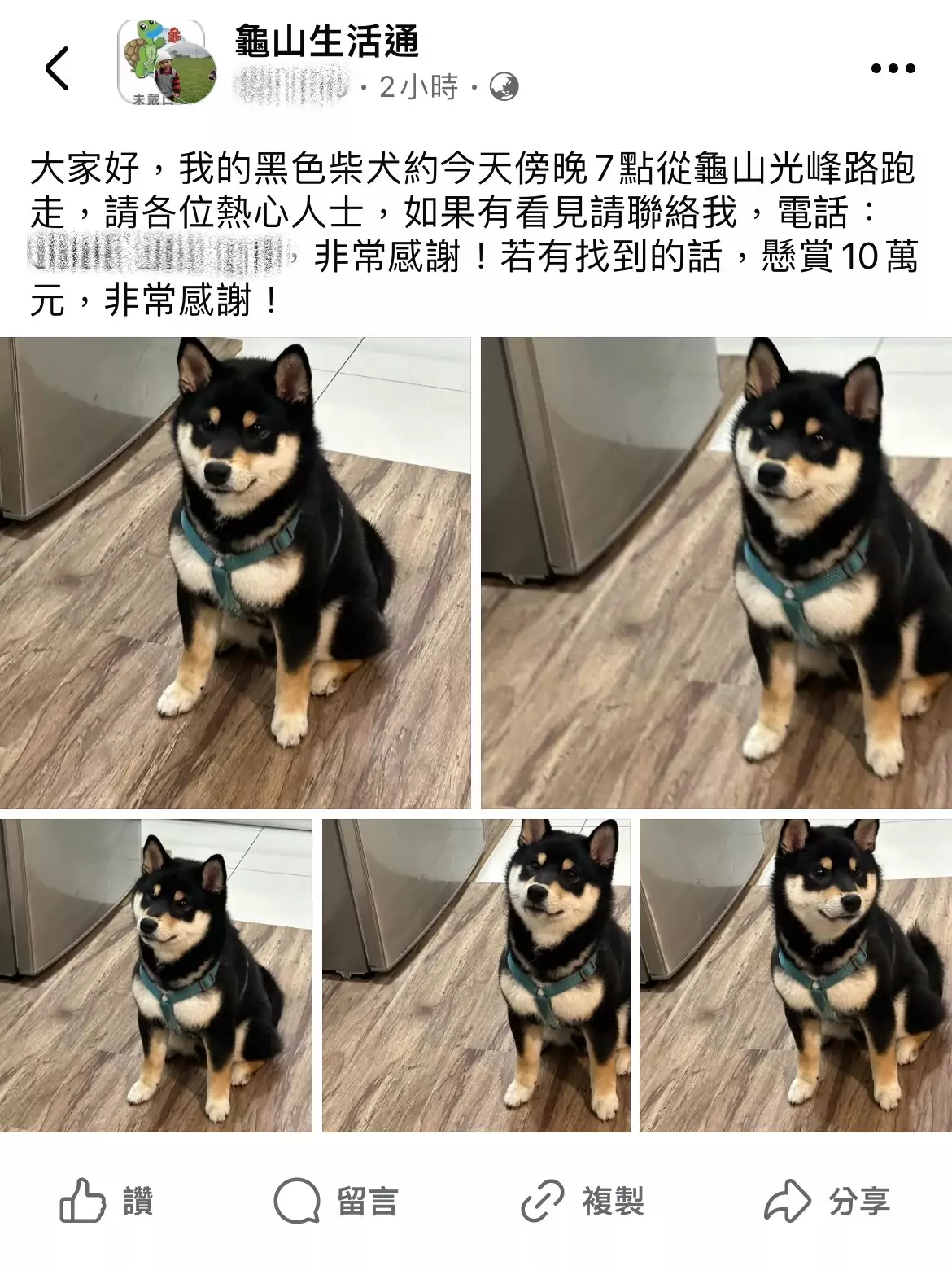 好動黑柴趁隙溜出門 龜山警鷹眼發現牠蹤影 S 145489971