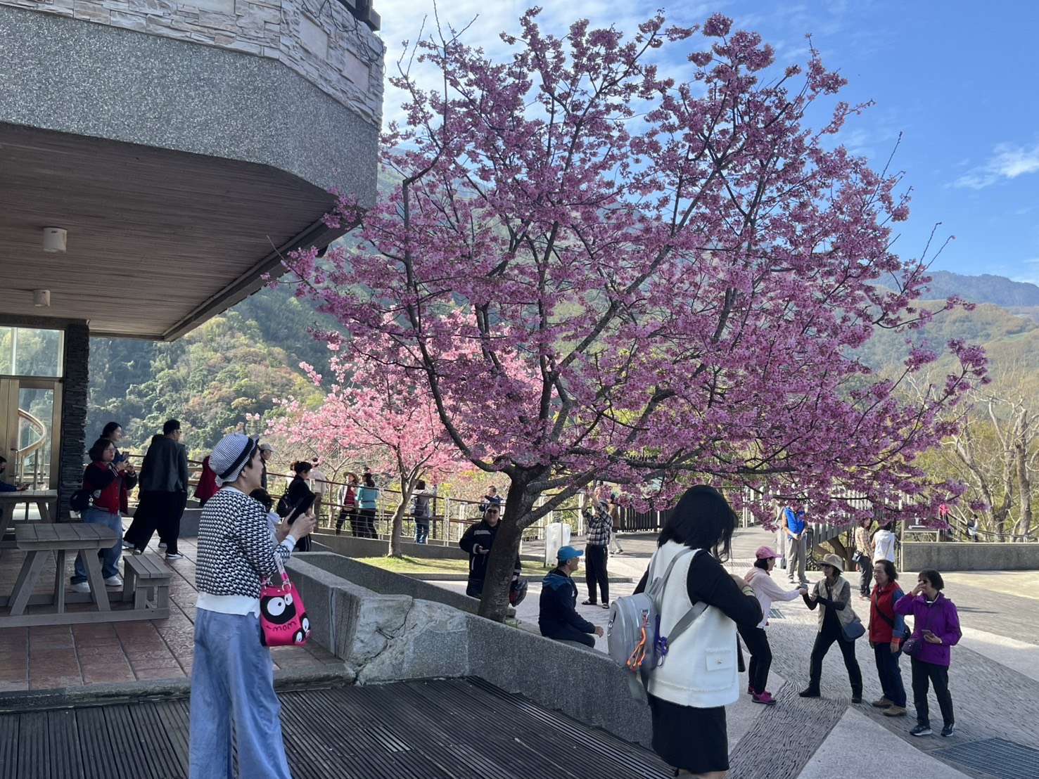 桃園北橫櫻花盛開 228連假首日湧入近萬人賞花 S 17678514 0