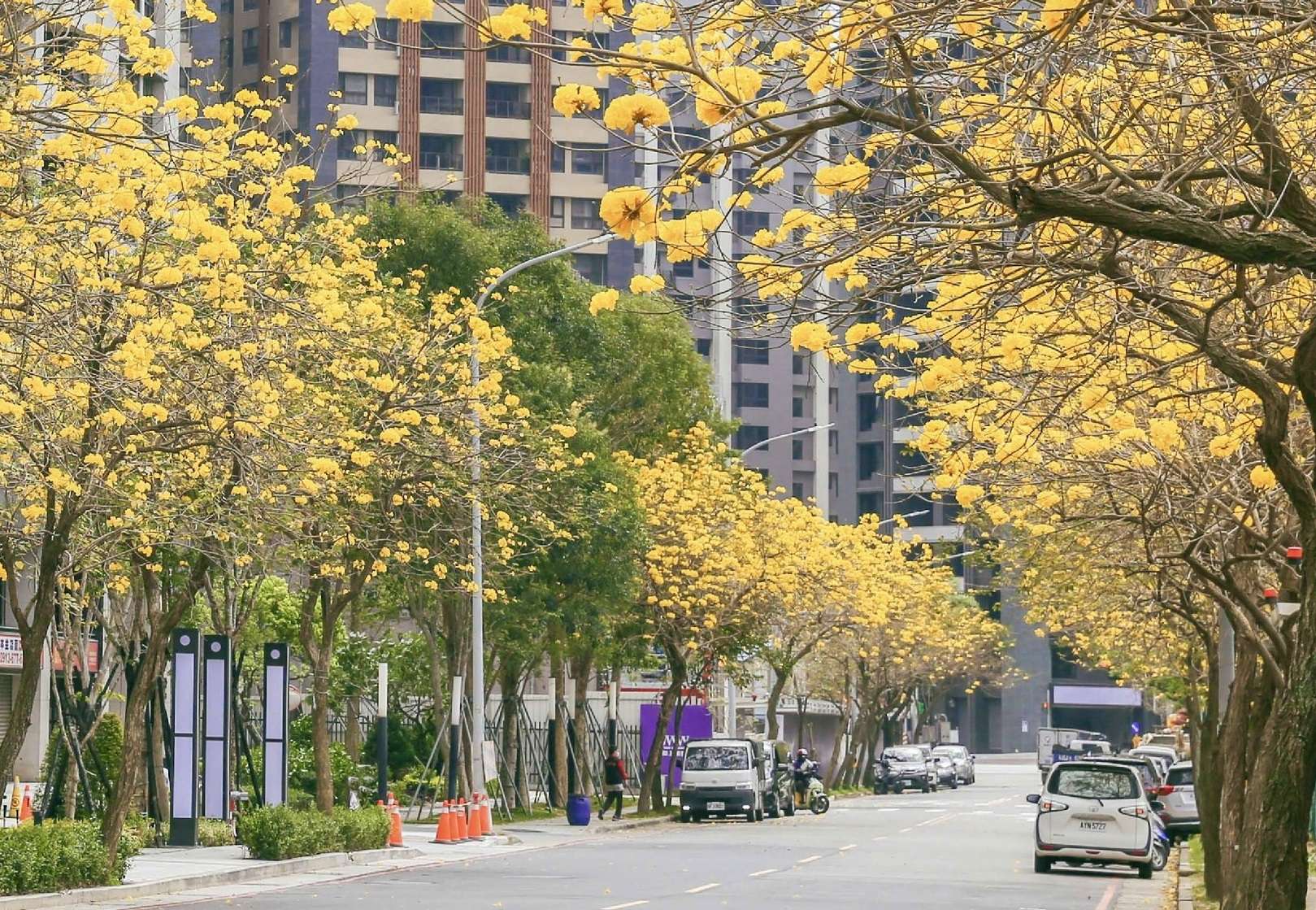 黃花風鈴木盛開中 桃園兩大秘境打造夢幻金色隧道