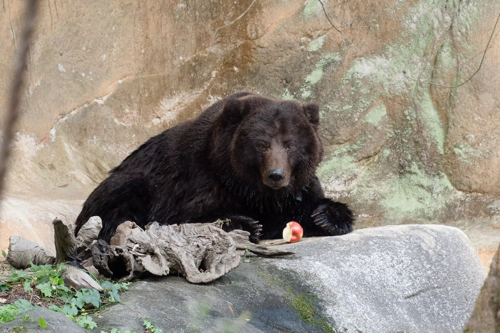 棕熊「小喬」腫瘤移除術後恢復良好 動物園曝近況 棕熊「小喬」腫瘤移除術後恢復良好 動物園曝近況