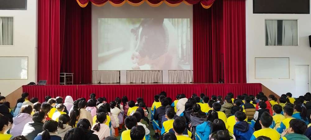 台版《和豬豬一起上課的日子》 桃園龍岡國小舉辦校豬「來福」紀念會