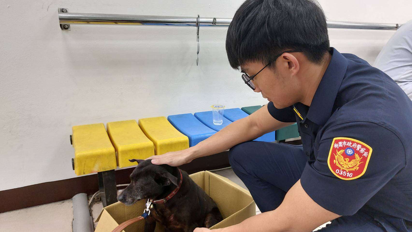 狗狗聽聞雷聲驚逃誤闖診所 桃警暖心安撫助尋回飼主 2138188 0