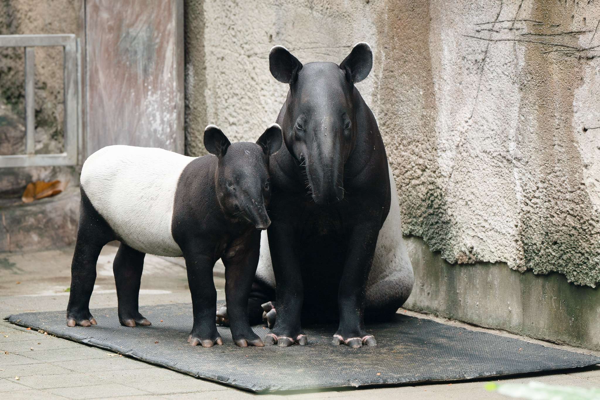 世界「貘」日倒數!動物園邀你完成考驗換好禮 3841 0