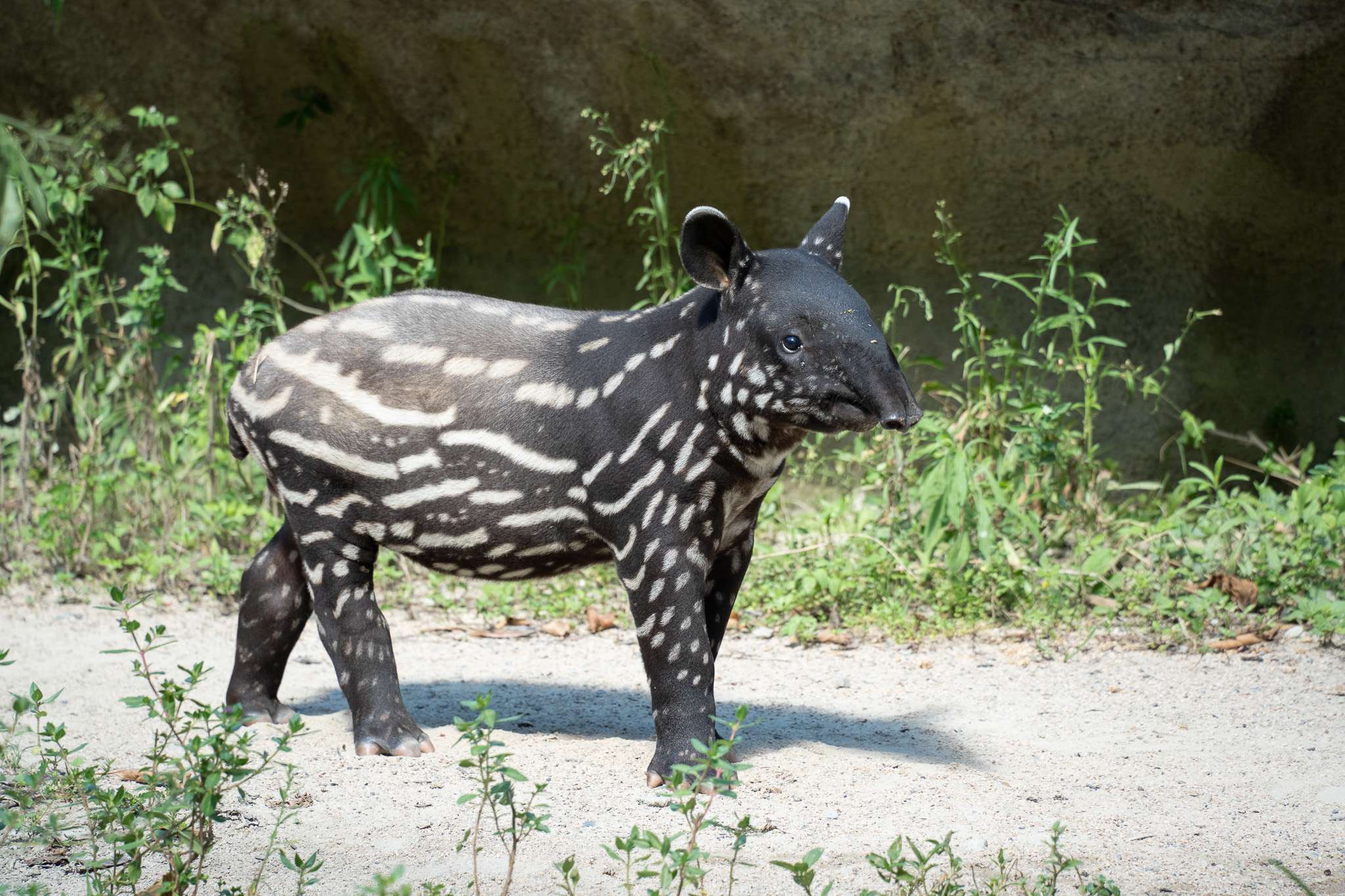 世界「貘」日倒數!動物園邀你完成考驗換好禮 3843 0